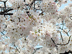 090404_sakura1.jpg