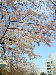 090404_sakura2.jpg