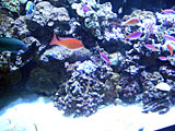 水族館2