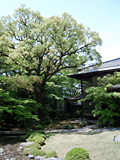 無隣庵 木造母屋と洋館